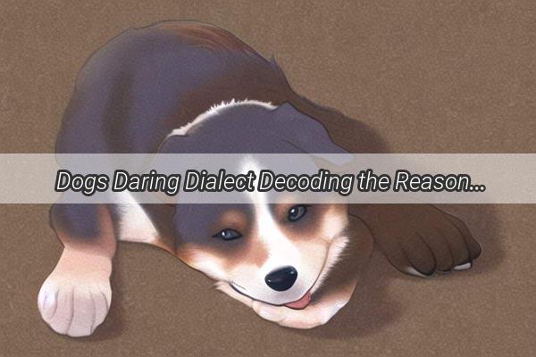 Dogs Daring Dialect Decoding the Reasons Behind Your Pups Lively Laments